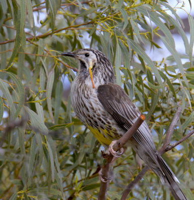 Yellow Wattlebird