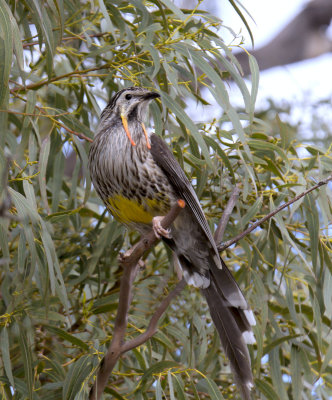 Yellow Wattlebird