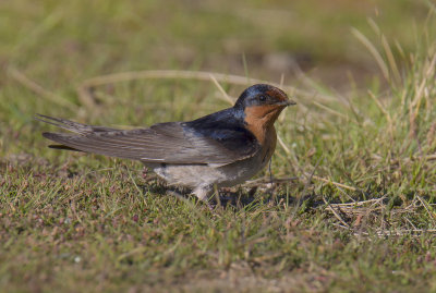 Welcome Swallow