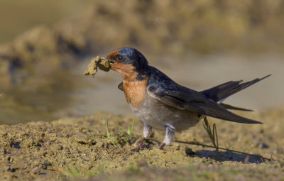 Welcome Swallow