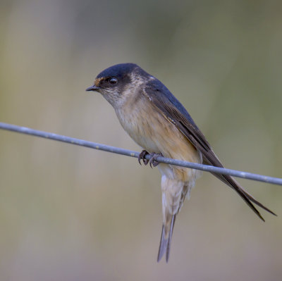 Tree Martin
