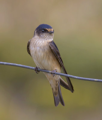 Tree Martin