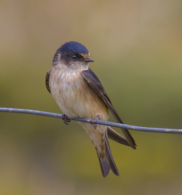 Tree Martin