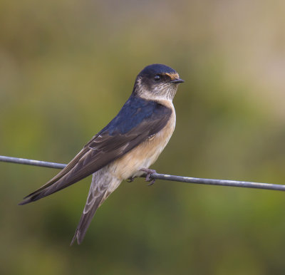 Tree Martin