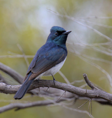 Satin Flycatcher