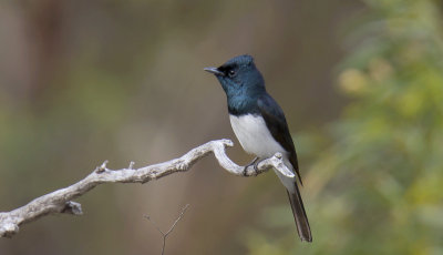 Satin Flycatcher