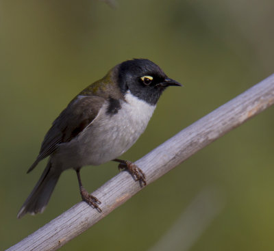 Black-headed Honeyeater