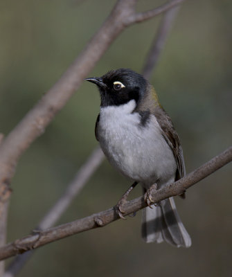 Black-headed Honeyeater