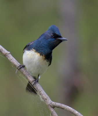 Satin Flycatcher (Immature moulting into adult male plumage)