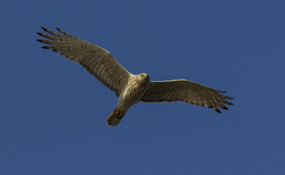 Swamp Harrier