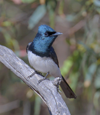 Satin Flycatcher