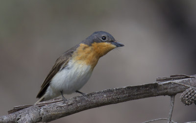 Satin Flycatcher