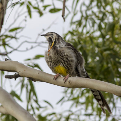Yellow Wattlebird