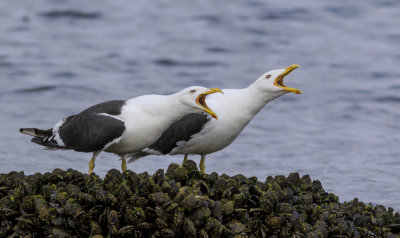 Kelp Gull