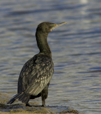 Little Black Cormorant