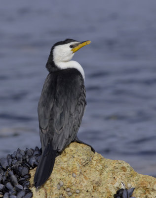 Little Pied cormorant