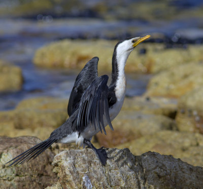 Little Pied Cormorant