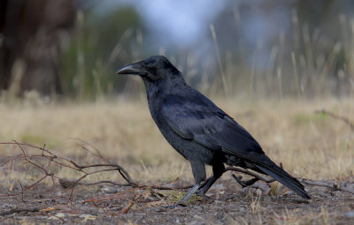 Forest Raven (immature)