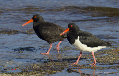 Oystercatchers