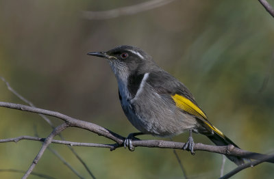 Crescent Honeyeater