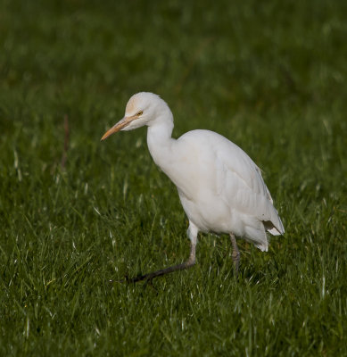 Cattle Egret