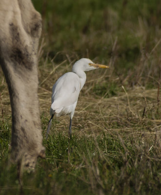 Cattle Egret