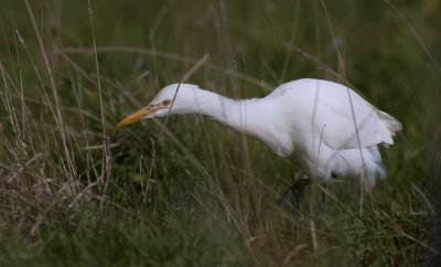 Cattle Egret