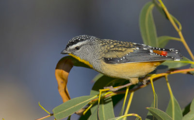 Spotted Pardalote