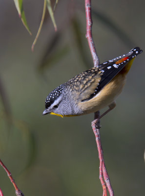 Spotted Pardalote