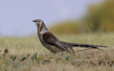 Yellow Wattlebird 