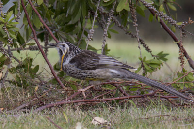 Yellow Wattlebird