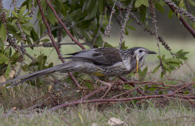 Yellow Wattlebird