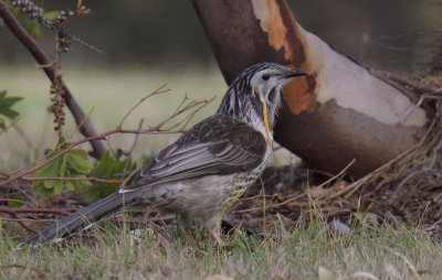 Yellow Wattlebird