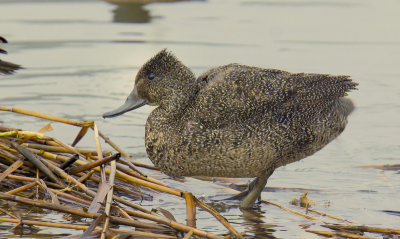 Freckled Duck  