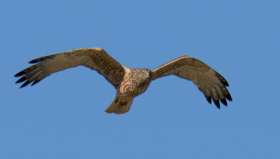 Swamp Harrier