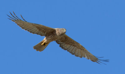 Swamp Harrier