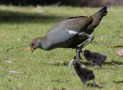 Tasmanian Native Hen