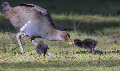 Tasmaian Native Hen