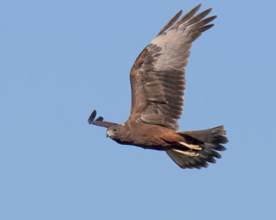 Swamp Harrier (juvenile)