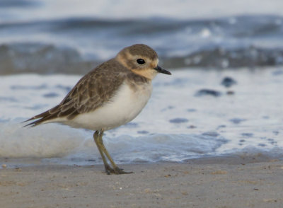 Double-banded Plover