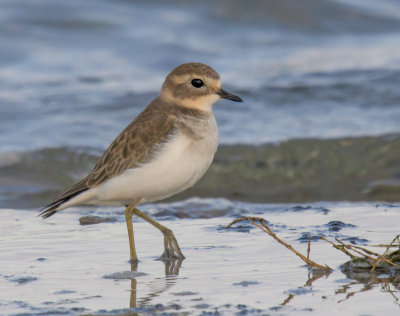 Double-banded Plover