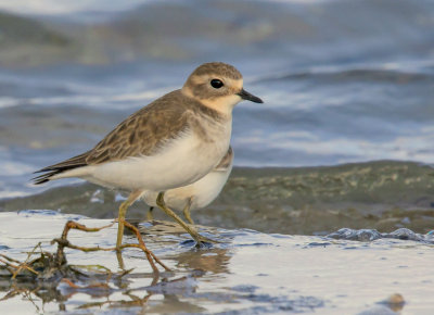 Double-banded Plover