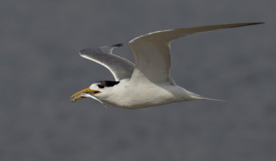 Crested Tern