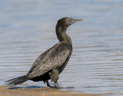 Little Black Cormorant