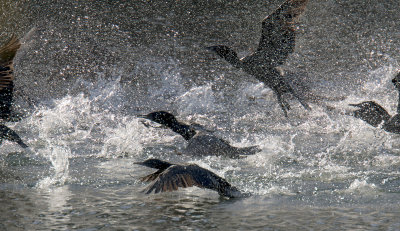 Little Black Cormorant