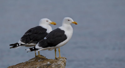Kelp Gull (pair)
