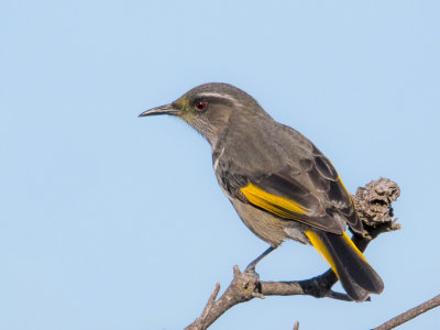 Crescent Honeyeater