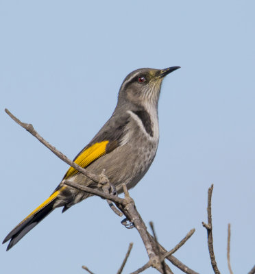 Crescent Honeyeater