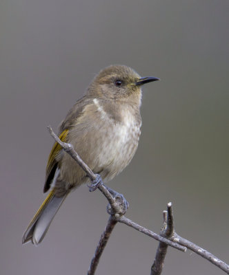 Crescent Honeyeater (female)