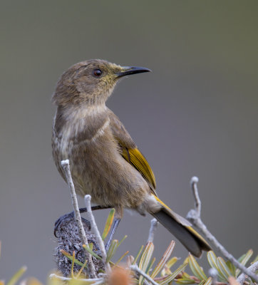 Crescent Honeyeater (female)